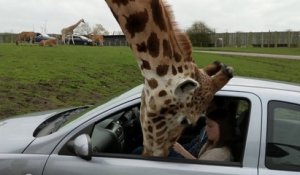 Girafe vs Vitre de voiture