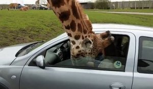 Elle coince la tête d'une girafe dans sa voiture... Mauvaise idée
