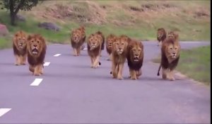Ces passagers d'une voiture ont vu 13 lions approcher d'eux. Terrifiant et incroyables
