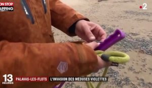Des milliers de méduses violettes envahissent la plage de Palavas-les-Flots (vidéo)