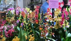 Envoûtantes orchidées au pavillon Joséphine