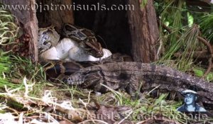 Il filme un python dans son nid en train de protéger ses oeufs