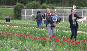 Reportage - 100 000 tulipes face au cancer