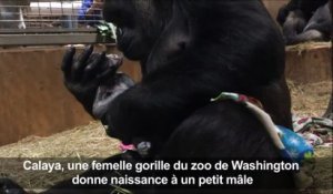 Un bébé gorille est né : un événement qui n'était pas arrivé depuis 9 ans au zoo de Washington !