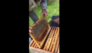 Coup de gueule d'un apiculteur dans le Finistère.