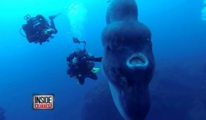Ces plongeurs rencontrent un poisson Sunfish géant : Expèrience incroyable.