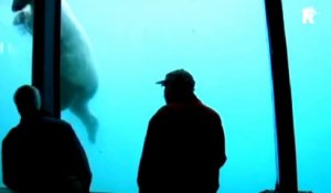 Cet ours polaire d'un zoo va briser la vitre de l'aquarium sous les yeux de touristes terrifiés