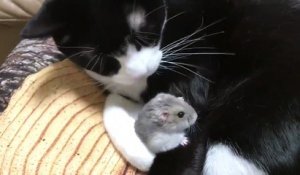 Adorable : ce chat prootège un hamster comme ses petits