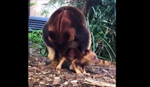 Première sortie du ventre de maman pour ce bébé kangourou