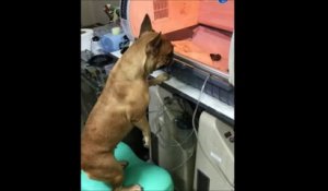 Une chienne regarde ses tout-petits dans une couveuse