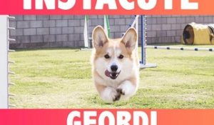 Geordi : Le corgi le plus drôle d’Instagram !