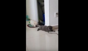 Un chien tire un chat par la queue