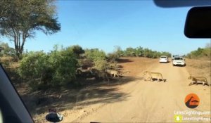 Cette hippopotame menacé par des lions vient se réfugier auprès d'un groupe de touristes
