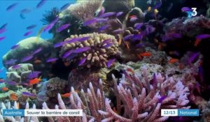 Australie : sauver la barrière de corail