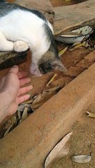 Ce Chat Est Vraiment Tres Tres Fatigue Tete Trop Lourde Sur Orange Videos