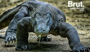 Dragon de Komodo : le plus gros lézard au monde