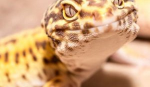 Comment prendre soin de son gecko ?