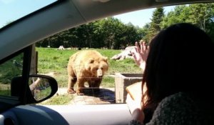 Insolite : quand un ours te salue de la main