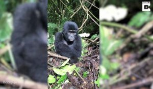 Ce bébé gorille veut voler la veste d'un touriste