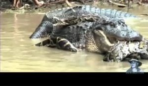 Python vs Alligator - Combat de titans