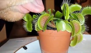 Il met sa langue dans une plante carnivore... Mauvaise idée