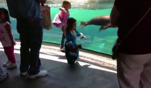 Ce lion de mer s'inquiète pour une fillette qui vient de tomber