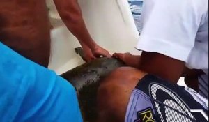 Sauvetage d'une tortue prisonnière d'un filet de pêche en plein océan !