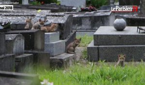 Des renardeaux dans le cimetière d'Ivry-sur-Seine