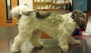 Un chien terrifié du vétérinaire il décide de ne plus bouger !