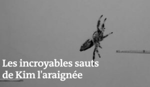 Des chercheurs anglais entraînent une araignée à sauter