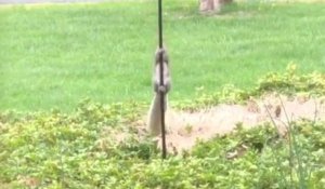 Écureuil vs Mangeoire à oiseaux graissé