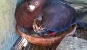 Un pigeon couve un chaton