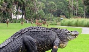 Un gros alligator dans un parcours de golf !