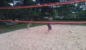 Une biche curieuse veut jouer au volleyball