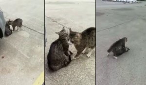 Comment séparer deux chats qui se battent