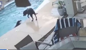 Incroyable solidarité entre deux chiens, dont l’un est tombé dans l’eau (Vidéo)