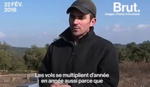 Les vols de ruches en augmentation en France