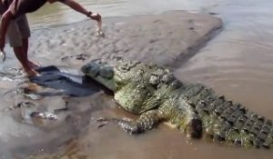 Voici Tyson, le plus vieux crocodile du Costa Rica