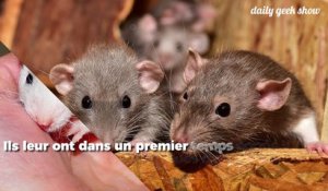 Cette expérience a montré que les rats peuvent avoir des souvenirs complexes