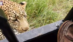 Un touriste sur une voiture de safari et un léopard !