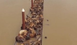 Un ponton recouvert par des centaines de lions de mer frileux!