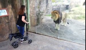 Ce lion veut la même trottinette et demande à travers la vitre du ZOO !