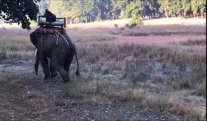 Un tigre s'en prend à un éléphant au Bandhavgarh National Park