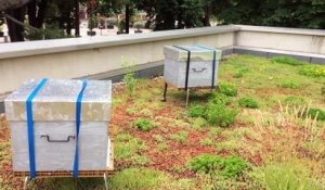 Vienne: trois ruches sur le toit de l’office du tourisme