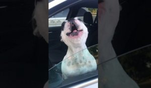 Un chien chante dans une voiture