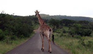 Cette girafe a un copain sympa qui lui nettoie le popotin