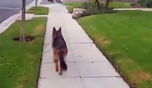 Drole : ce chien surpris de ne plus voir son maître derrière lui !