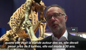 Trix, une femelle T. Rex débarque à Paris