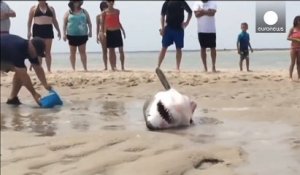 Des touristes viennent sauver un requin blanc échoué sur une plage