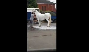Etats-Unis : Un homme fait la douche à son cheval dans une station de service !